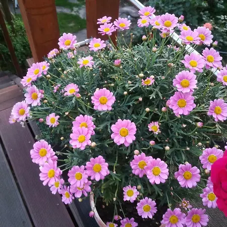 Fasanenhof Klinikum Und Uni Nah Mit Netflix *