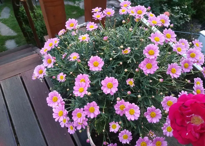 Fasanenhof Klinikum Und Uni Nah Mit Netflix *